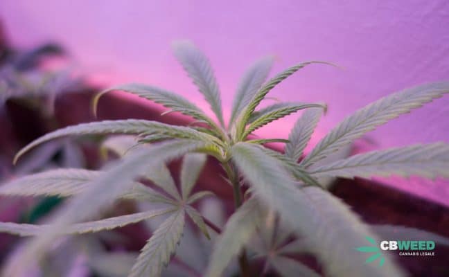 Come Coltivare Cannabis Light Casa Talee